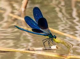 Attēlu rezultāti vaicājumam “Calopteryx virgo male”