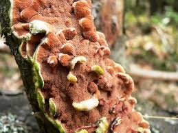 Attēlu rezultāti vaicājumam “Gloeoporus taxicola”