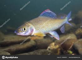 Image result for Thymallus thymallus