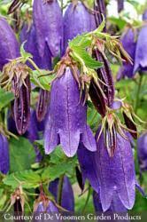 Image result for Campanula strigosa