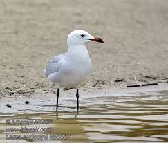Image result for Larus audouinii