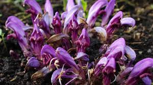 Attēlu rezultāti vaicājumam “Orobanchaceae”