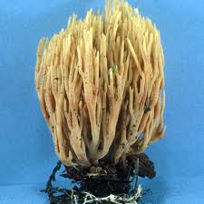 Attēlu rezultāti vaicājumam “Ramaria stricta”