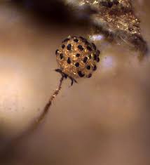 Attēlu rezultāti vaicājumam “Cribraria microcarpa”