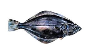 Image result for Reinhardtius hippoglossoides