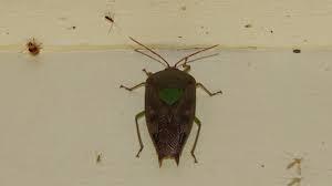 Attēlu rezultāti vaicājumam “Pentatomidae”