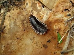 Attēlu rezultāti vaicājumam “Silpha sp.”