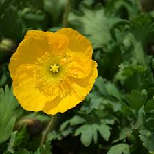Image result for Papaver nudicaule