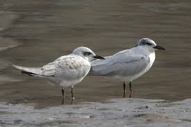 Image result for Gelochelidon nilotica