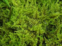 Attēlu rezultāti vaicājumam “Palustriella commutata”