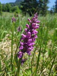 Attēlu rezultāti vaicājumam “Dactylorhiza majalis subsp. baltica”