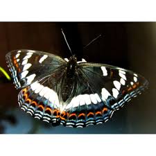 Attēlu rezultāti vaicājumam “Limenitis populi”