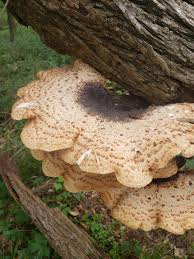 Attēlu rezultāti vaicājumam “Polyporus squamosus”