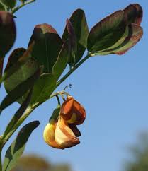 Image result for Colutea x media (arborescens x orientalis)