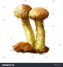 Attēlu rezultāti vaicājumam “Pholiota flammans”