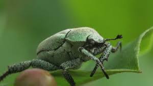 Attēlu rezultāti vaicājumam “Hoplia parvula”