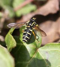 Attēlu rezultāti vaicājumam “Xanthogramma sp.”