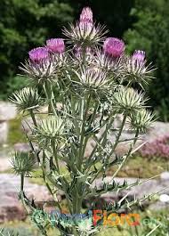 Image result for Ptilostemon afer