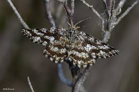 Attēlu rezultāti vaicājumam “Ematurga atomaria”