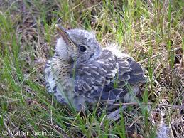 Attēlu rezultāti vaicājumam “Turdus viscivorus juvenile”