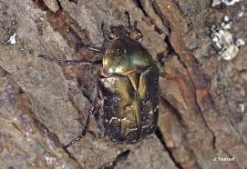 Attēlu rezultāti vaicājumam “Potosia cuprea”