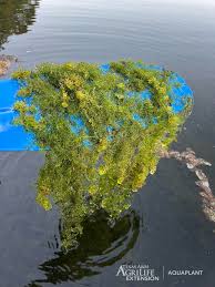 Attēlu rezultāti vaicājumam “Nitella sp.”