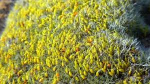 Attēlu rezultāti vaicājumam “Grimmia pulvinata sporophyte”