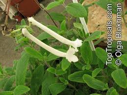 Image result for Sinningia