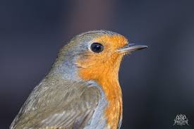 Attēlu rezultāti vaicājumam “Erithacus rubecula adult”