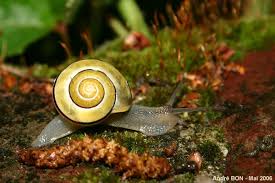 Attēlu rezultāti vaicājumam “Cepaea hortensis”