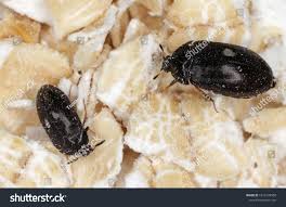 Attēlu rezultāti vaicājumam “Attagenus pellio”