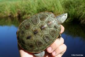Image result for Malaclemys terrapin