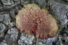 Attēlu rezultāti vaicājumam “Hemitrichia clavata stalked”