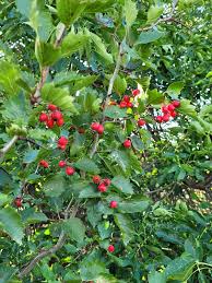 Attēlu rezultāti vaicājumam “Crataegus chrysocarpa”
