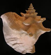 Image result for Aliger gigas