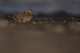 Attēlu rezultāti vaicājumam “Gallinago gallinago eggs”