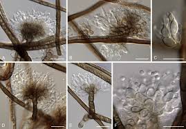 Attēlu rezultāti vaicājumam “Mollisia uda”