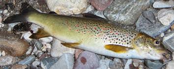 Attēlu rezultāti vaicājumam “Paramesus obtusifrons”