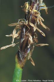 Attēlu rezultāti vaicājumam “Eleocharis uniglumis leaf”