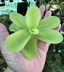 Attēlu rezultāti vaicājumam “Pinguicula vulgaris fruit”