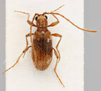 Attēlu rezultāti vaicājumam “Ptinus sp.”