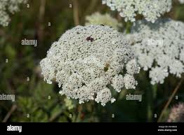 Attēlu rezultāti vaicājumam “Daucus carota subsp. carota flower”
