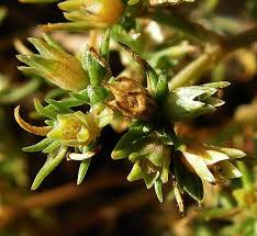 Attēlu rezultāti vaicājumam “Scleranthus annuus flower”