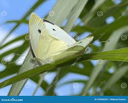 Attēlu rezultāti vaicājumam “Pieris napi underside”