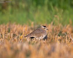 Image result for Vanellus gregarius