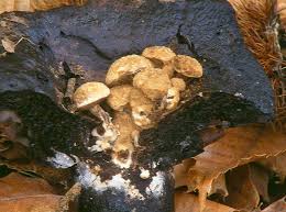 Attēlu rezultāti vaicājumam “Asterophora lycoperdoides”