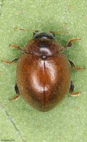 Attēlu rezultāti vaicājumam “Coccinellidae”