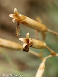 Attēlu rezultāti vaicājumam “Dianthus arenarius bud”