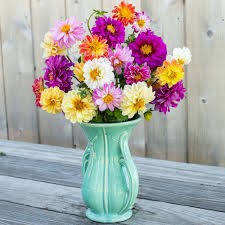 Image result for Dahlia x pinnata `Pompon Lilliput`