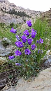Image result for Campanula affinis